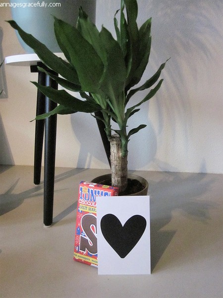 Dracena het beste van de kweker