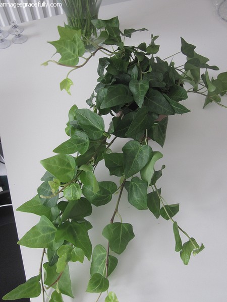 Hedera