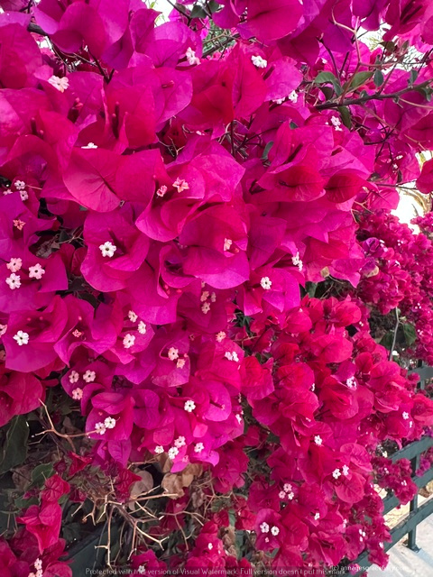 Een close-up van felroze bougainvillea bloemen, met enkele witte bloemen tussen de scharlakenbladeren.