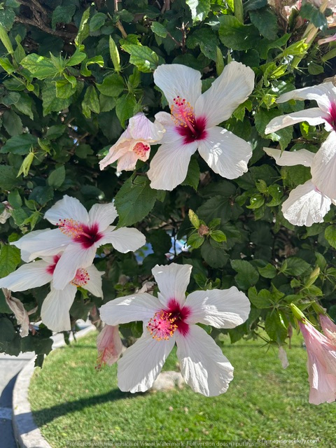 Een close-up van verschillende hibiscus bloemen met witte bloemblaadjes en een roze hart, omringd door groene bladeren.
