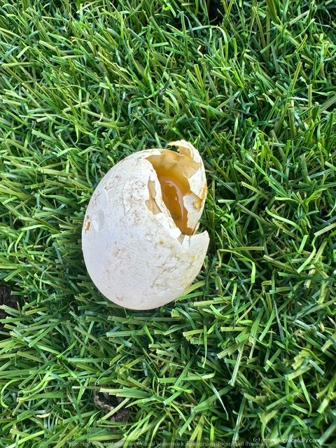 Een gebroken ei met een zichtbaar eigeel, gelegen op groen gras.
