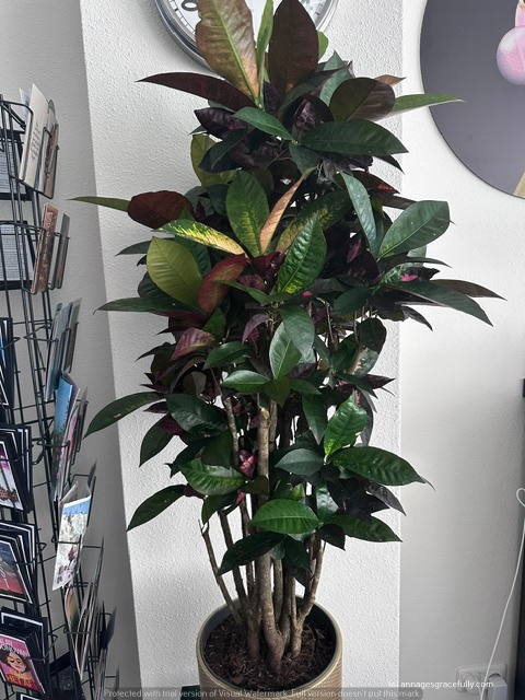 Een hoge plant met groene en paarse bladeren in een pot, geplaatst tegen een muur.