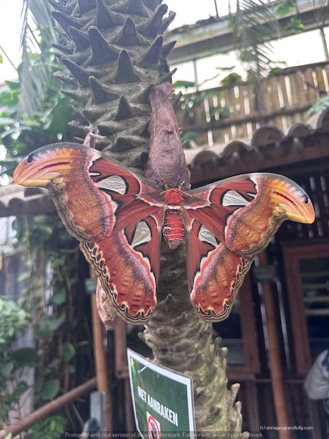 Een grote, kleurrijke vlinder met oranje en bruine vleugels, zittend op een boomstam in een tropische omgeving.