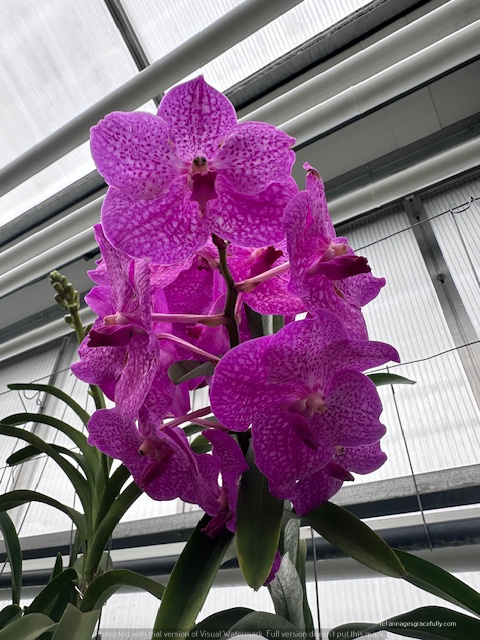 Een close-up van een paarse orchidee met spikkels, gefotografeerd tegen een glazen achtergrond.