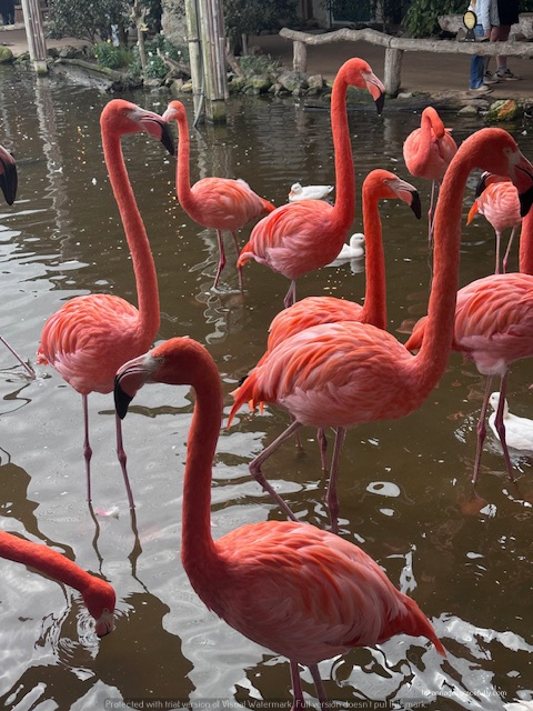 Groep roze flamingo's in een vijver, met een reflectie op het wateroppervlak.