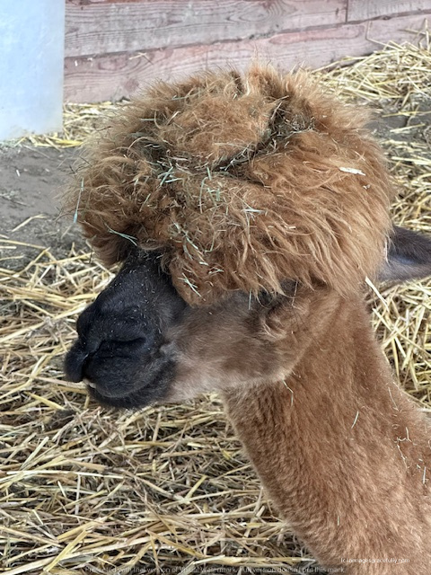 Een close-up van een alpaca met een opvallende, harige kop en strootjes in zijn vacht.