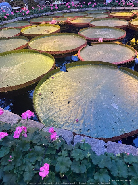 Vijver met grote waterlelies omringd door roze bloemen.