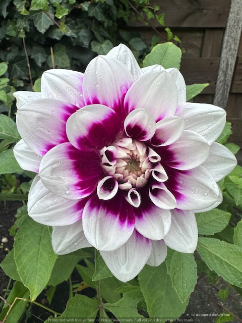 Een grote, prachtige dahlia met witte bloemblaadjes en een paarsroze hart, omringd door groene bladeren.