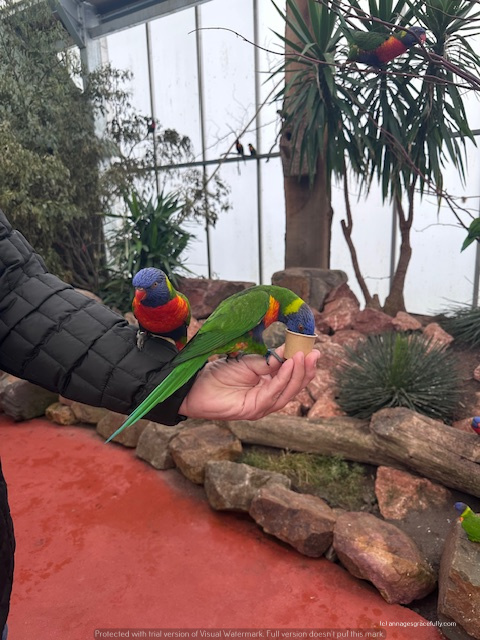 Een hand houdt een kleurrijke lorikeet terwijl een andere lorikeet op dezelfde hand zit. Op de achtergrond zijn groene planten en een binnenomgeving zichtbaar.