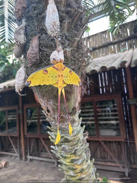 Een heldere gele vlinder met lange antennes, zittend op de stam van een palmboom, in een tropische omgeving.